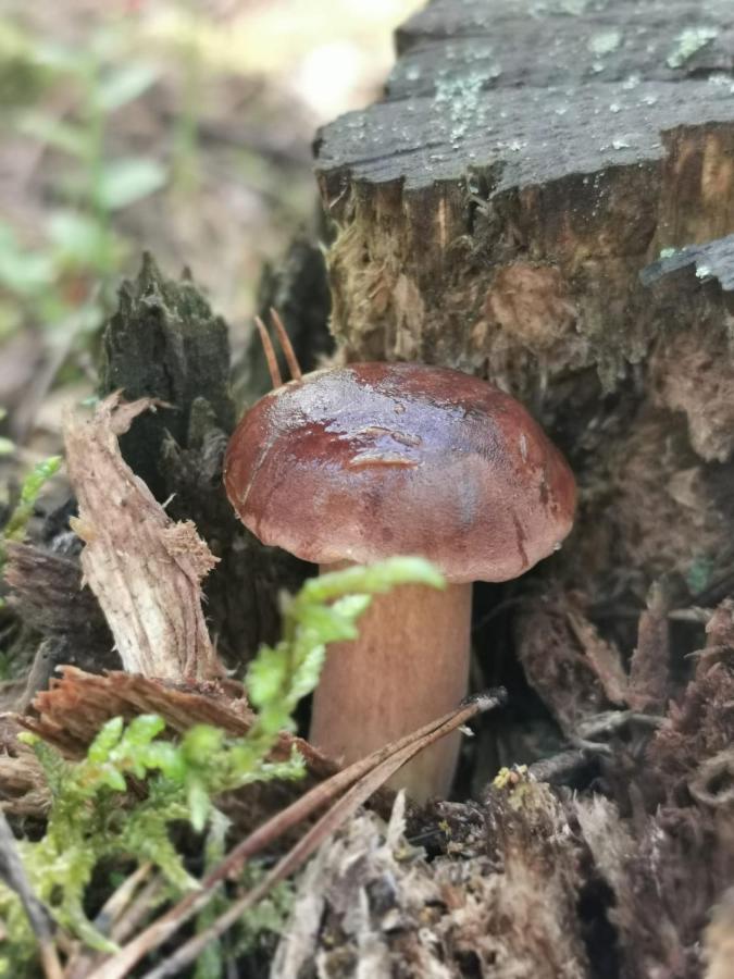 Drewniany Domek Nad Miedwiem Morzyczyn  Exterior foto